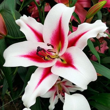  Лилия ОТ гибрид Gaucho (Гаучо)