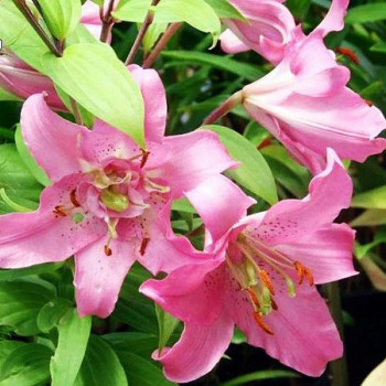  Лилия восточная Farolito (Фаролито)