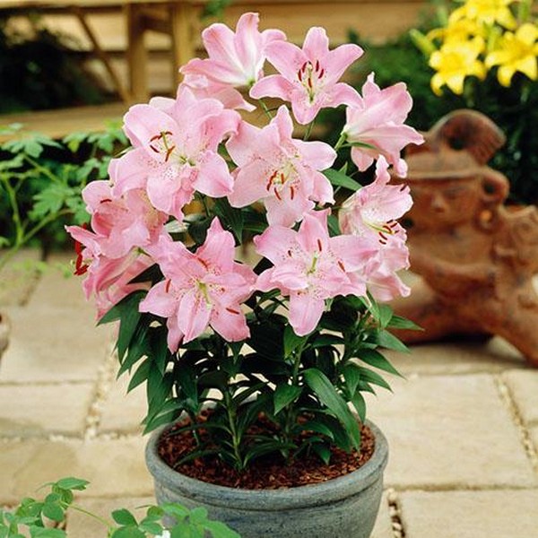  Лилия восточная Farolito (Фаролито)