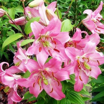  Лилия восточная Farolito (Фаролито)