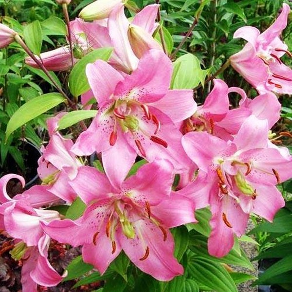  Лилия восточная Farolito (Фаролито)