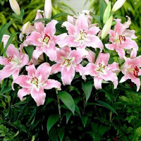  Лилия восточная Farolito (Фаролито)