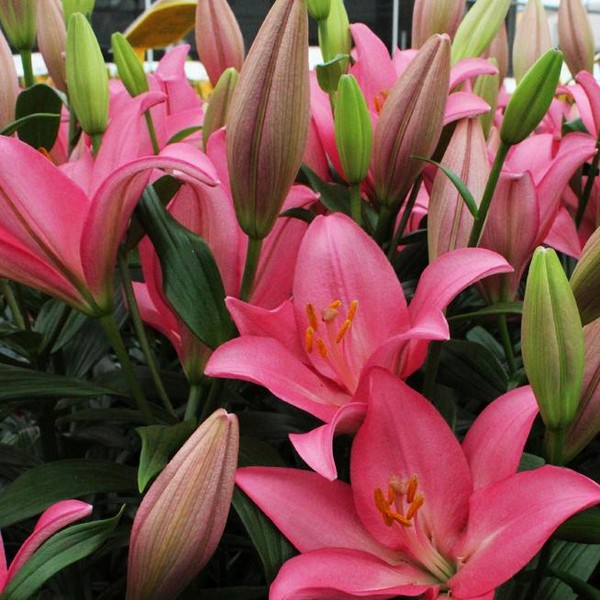  Лилия Jomi (Джоми)