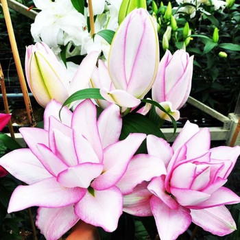  Лилия махровая восточная Roselily Anoushka (Розели Аннушка)