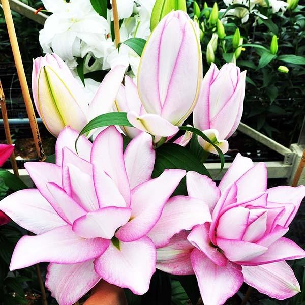  Лилия махровая восточная Roselily Anoushka (Розели Аннушка)