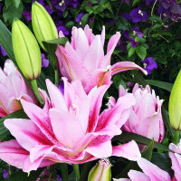  Лилия махровая восточная Roselily Anoushka (Розели Аннушка)