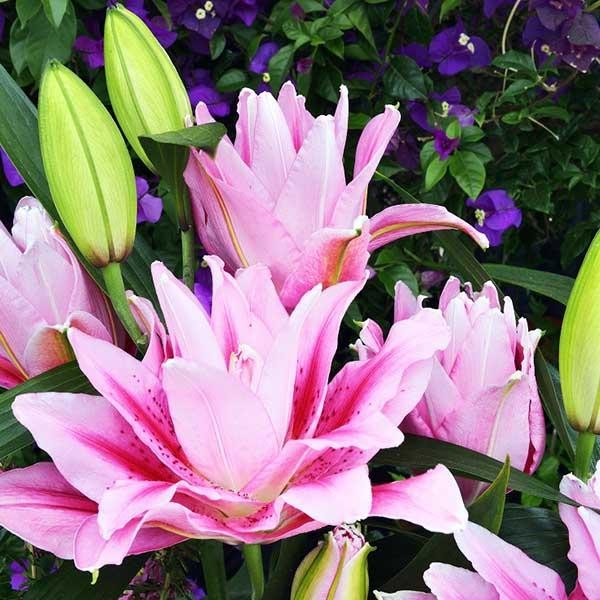  Лилия махровая восточная Roselily Anoushka (Розели Аннушка)