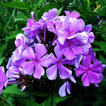 Саженцы Флокс метельчатый Вечерняя Песня