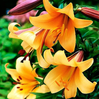  Лилия трубчатая African Queen (Африкан Квин)