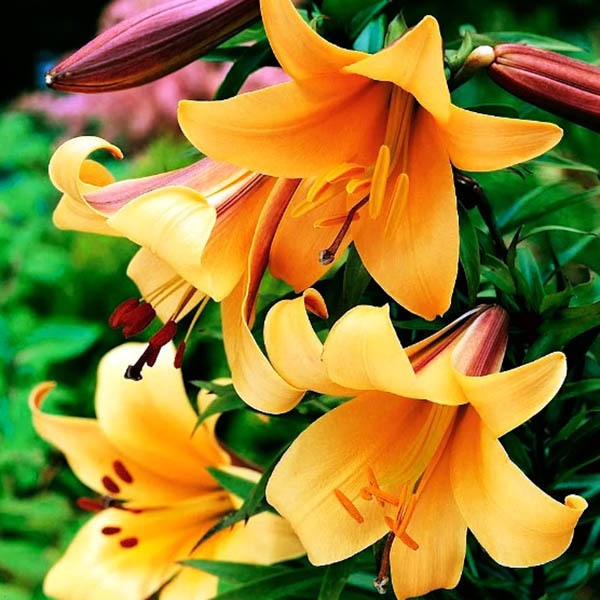  Лилия трубчатая African Queen (Африкан Квин)