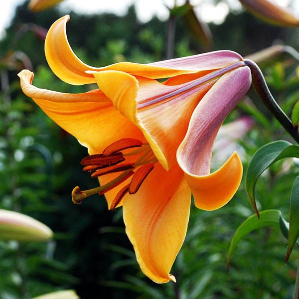  Лилия трубчатая African Queen (Африкан Квин)