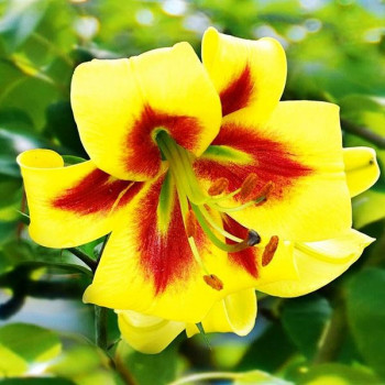  Лилия ОТ гибрид Robert Swanson (Роберт Свонсон)