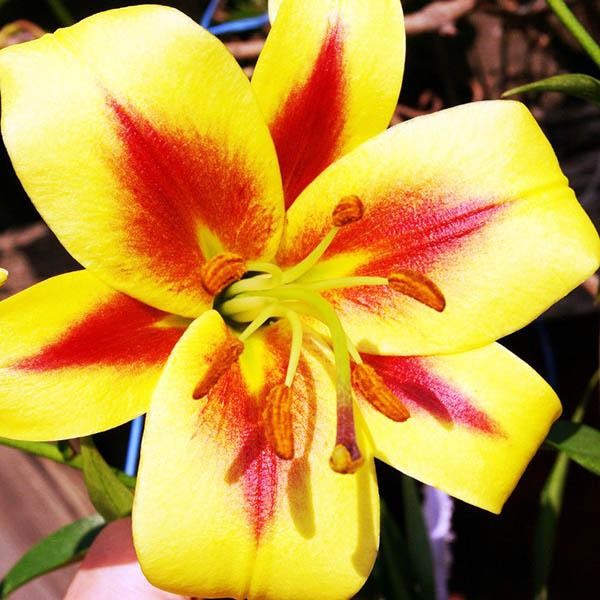  Лилия ОТ гибрид Robert Swanson (Роберт Свонсон)