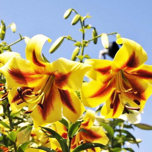  Лилия ОТ гибрид Robert Swanson (Роберт Свонсон)