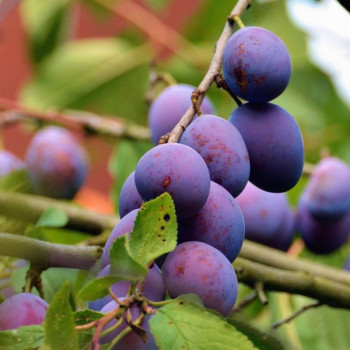 Саженцы Слива Фиолетовая