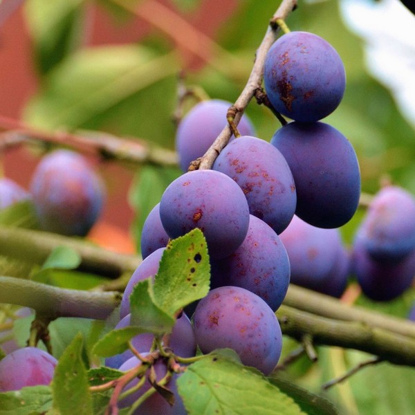 Саженцы Слива Фиолетовая