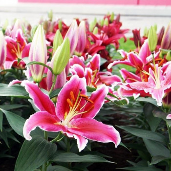  Лилия восточная низкорослая Starlight Express (Старлайт Экспресс)