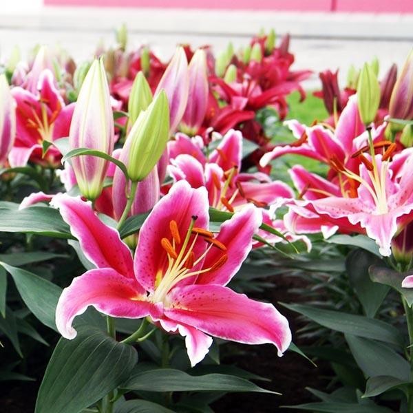  Лилия восточная низкорослая Starlight Express (Старлайт Экспресс)