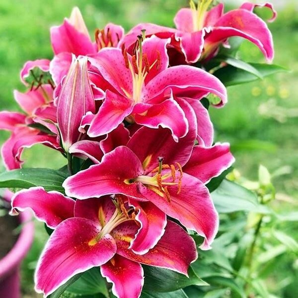  Лилия восточная низкорослая Starlight Express (Старлайт Экспресс)