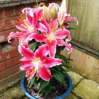  Лилия восточная низкорослая Starlight Express (Старлайт Экспресс)