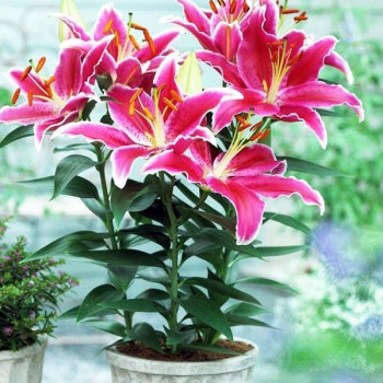  Лилия восточная низкорослая Starlight Express (Старлайт Экспресс)