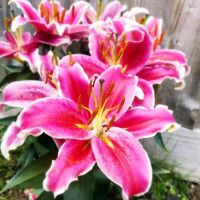  Лилия восточная низкорослая Starlight Express (Старлайт Экспресс)