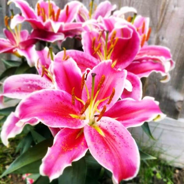  Лилия восточная низкорослая Starlight Express (Старлайт Экспресс)