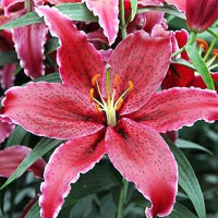  Лилия восточная Black Belt (Блэк Белт)