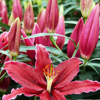  Лилия восточная Black Belt (Блэк Белт)