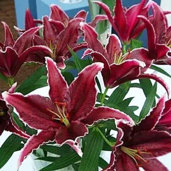  Лилия восточная Black Belt (Блэк Белт)