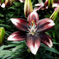  Лилия азиатская Panda Joy (Панда Джой)