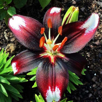  Лилия азиатская Panda Joy (Панда Джой)