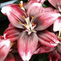  Лилия азиатская Panda Joy (Панда Джой)