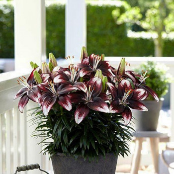  Лилия азиатская Panda Joy (Панда Джой)