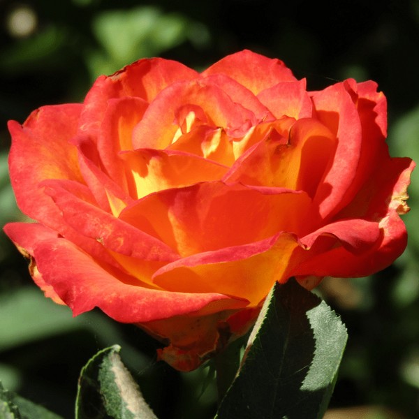 Саженцы Роза чайно-гибридная Лина