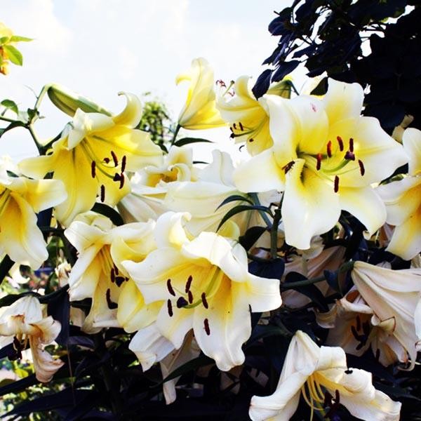  Лилия ОТ гибрид Conca D'or (Конка Д'ор)