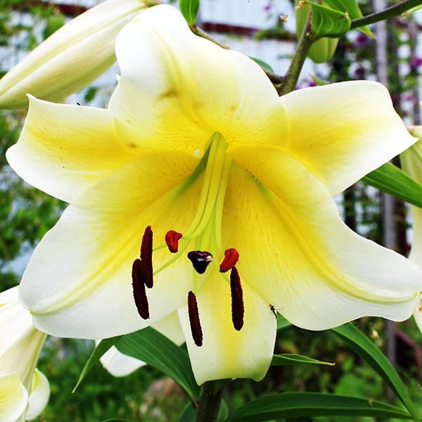  Лилия ОТ гибрид Conca D'or (Конка Д'ор)