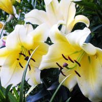  Лилия ОТ гибрид Conca D'or (Конка Д'ор)