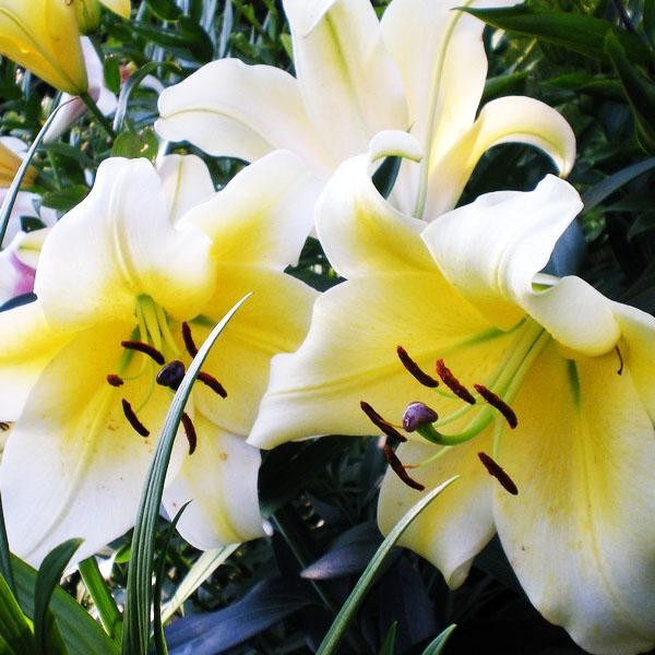  Лилия ОТ гибрид Conca D'or (Конка Д'ор)