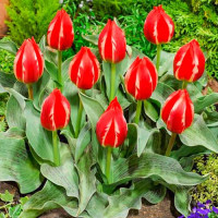 Тюльпан Грейга Френдли Файер (в упаковке - 3шт.)