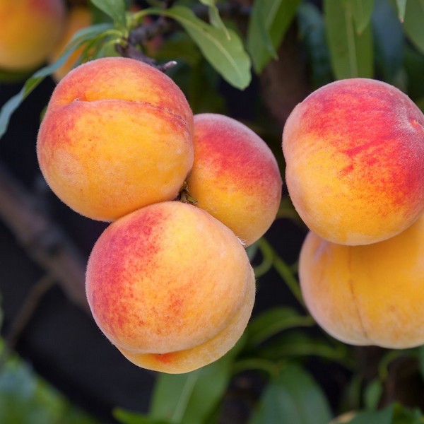 Саженцы Персик Эльберта