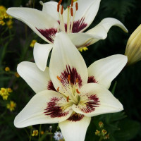  Лилия биколор азиатская Centerfold (Центерфольд)