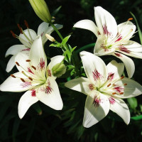  Лилия биколор азиатская Centerfold (Центерфольд)