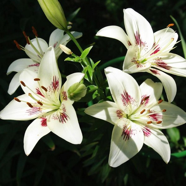  Лилия биколор азиатская Centerfold (Центерфольд)