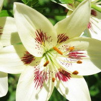  Лилия биколор азиатская Centerfold (Центерфольд)