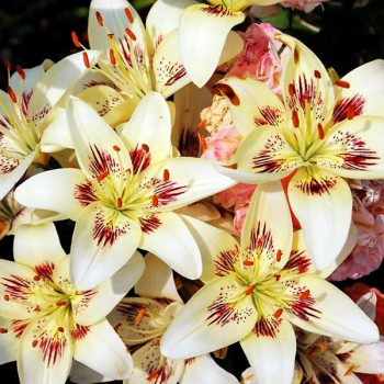  Лилия биколор азиатская Centerfold (Центерфольд)