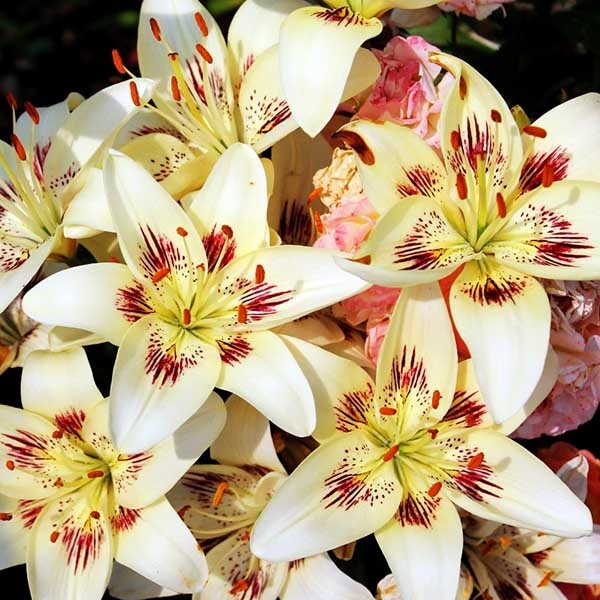  Лилия биколор азиатская Centerfold (Центерфольд)