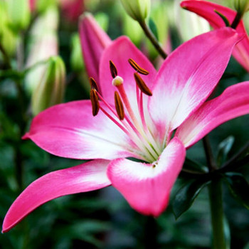  Лилия азиатская  Tiny Diamond (Тайни Даймонд)