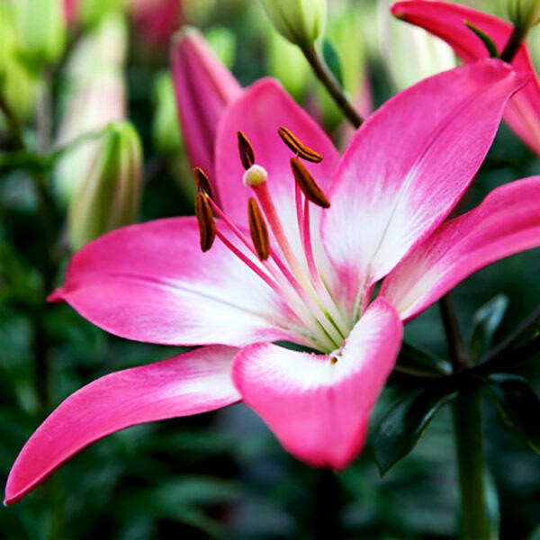  Лилия азиатская  Tiny Diamond (Тайни Даймонд)