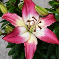  Лилия азиатская  Tiny Diamond (Тайни Даймонд)